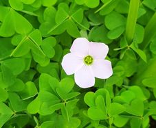 Pale Pink Oxalis