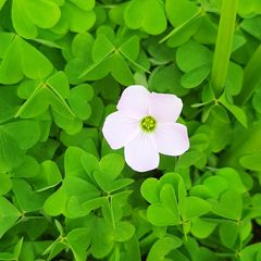 Pale Pink Oxalis