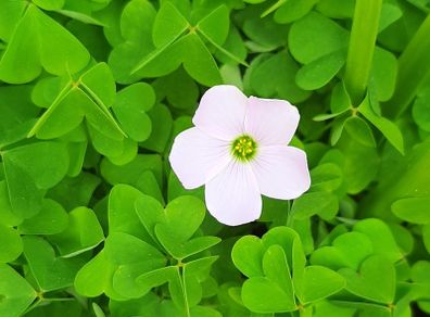 Pale Pink Oxalis