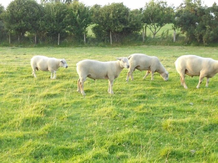 Charolais Ram.  Available.. Available.