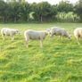 Charolais Ram.  Available.. Available. Image 9