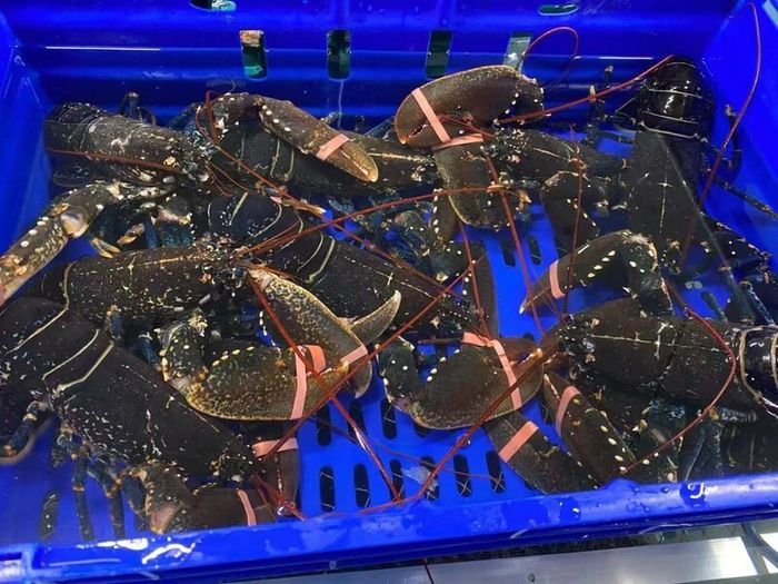 brown crabs , lobsters  , razor clams