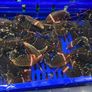 We buy brown crabs, lobsters, crayfish, razors Image 3