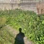 Gardening and maintenance diy snd painting Image 3