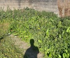 Gardening and maintenance and diy