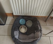 Dog bed and bowls