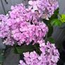 garden plants Image 2