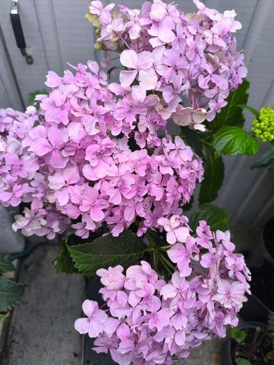 garden plants
