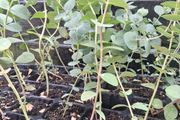 Eucalyptus Gunnii