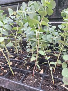 Eucalyptus Gunnii