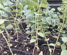 Eucalyptus Gunnii