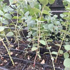 Eucalyptus Gunnii