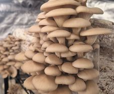 Gourmet Mushrooms production - business for sale