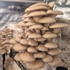 Gourmet Mushrooms production - business for sale