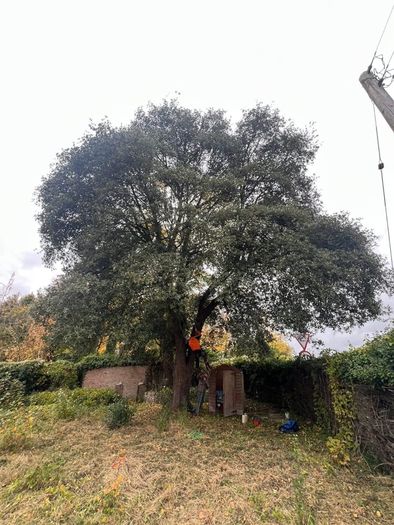 Gardening & Tree Service