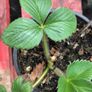 Alpine strawberry plants Image 3