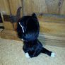 Small cat teddy Image 2
