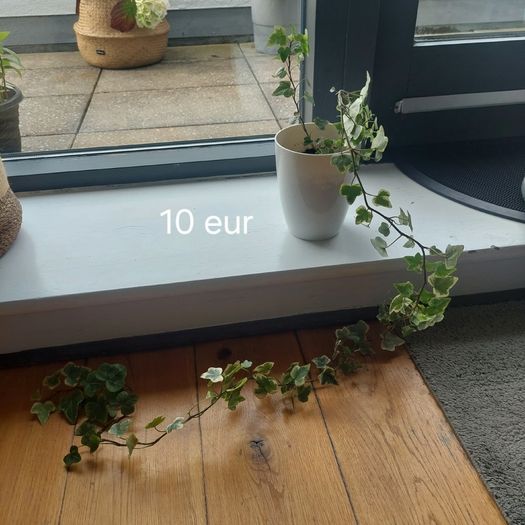 Plants