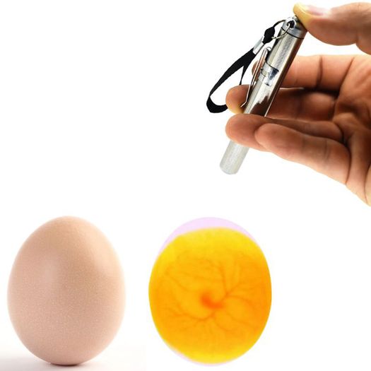 Incubator Eggtester Egg Candling Lamp LED Super Cold Equipment Stainless Steel Mini Keychain Poultry Incubation Flashlight