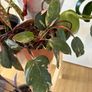 House Plant Bundle Image 4