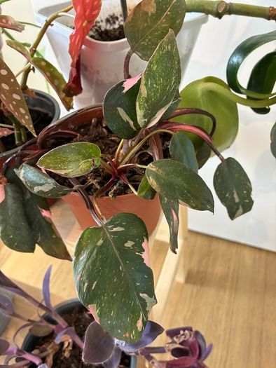 House Plant Bundle