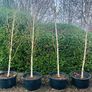 Jacquemontii 14ft white Birch trees Image 2