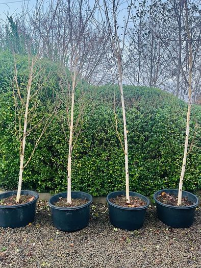 Jacquemontii 14ft white Birch trees