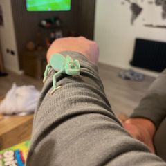 Baby Female Yemen Chameleon 3 Months Old