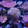 marine  corals Image 9