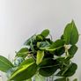 Philodendron Scandens Plant Image 2