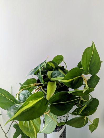Philodendron Scandens Plant