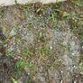 FREE hardcore / gravel stones Image 7