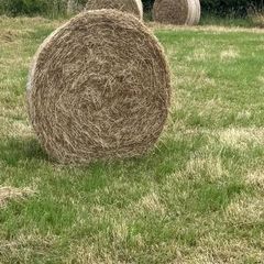 Hay for Sale
