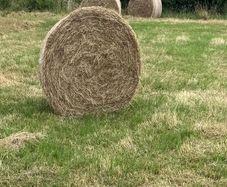 Hay for Sale