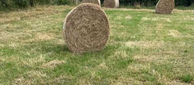 Hay for Sale