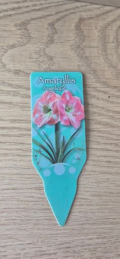 Pink Amaryllis plant ready to bloom