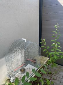 Large bird cage