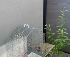 Large bird cage