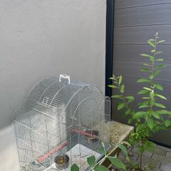 Large bird cage