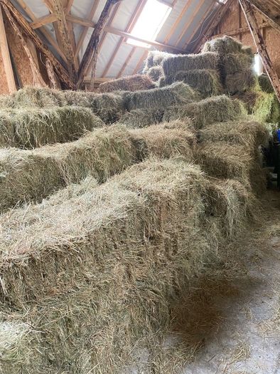 Square hay bales