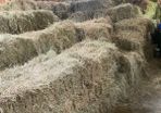 Square Hay Bales