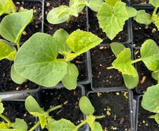 Melon Plants