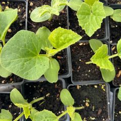 Melon Plants