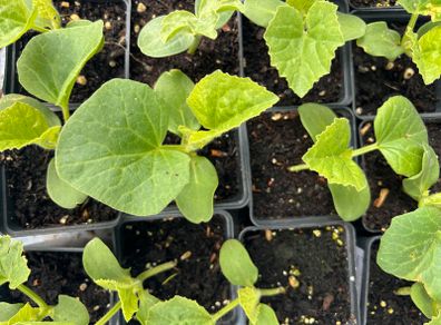 Melon Plants