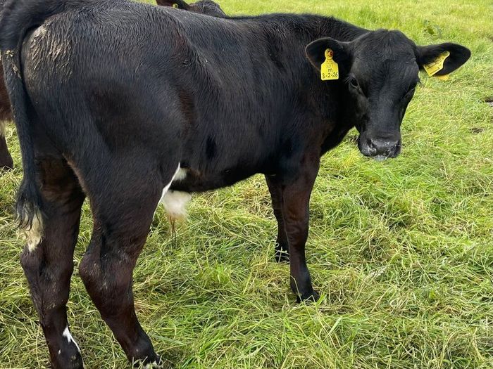 10 smashing AA bull weanlings