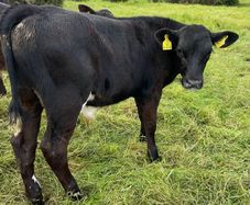 10 smashing AA bull weanlings