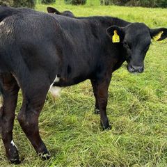 10 smashing AA bull weanlings