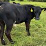 10 smashing AA bull weanlings Image 2