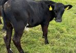 10 smashing AA bull weanlings