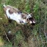 Pygmy goat Image 2